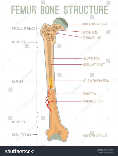 Anatomy Of Femur Bone