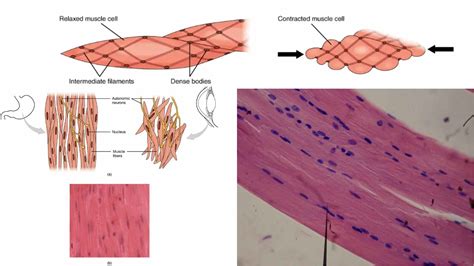 What Is An Example Of Smooth Muscle 3+ Thousand Smooth Muscle Cell