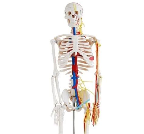 Human Skeleton Model with Nerves and Blood Vessels – REVITI