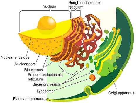 NCERT Summary Cell The Unit of Life - Science and Technology for UPSC CSE