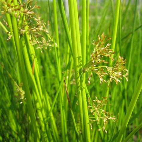 Soft Rush | Juncus effusus – Roots Plants