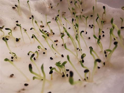 The Best Practice To Grow Your Own Dragon Fruit From Seeds