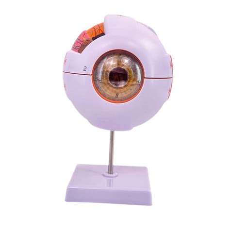 ⚡️Buy Maxbell Human Eye Anatomical Model Eyeball Display Model for Lab ...