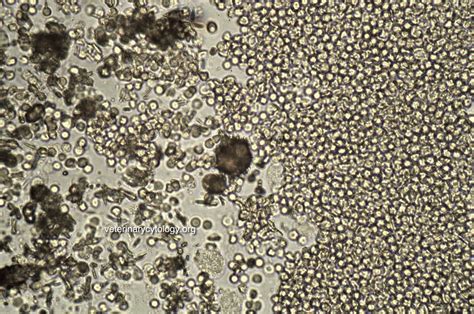 Veterinary Cytology/Haematology Atlas - Veterinary Cytology