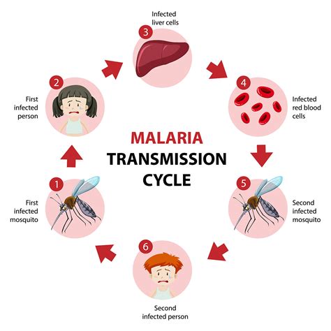 What Causes Malaria Disease