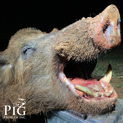 Wild Hog Bites
