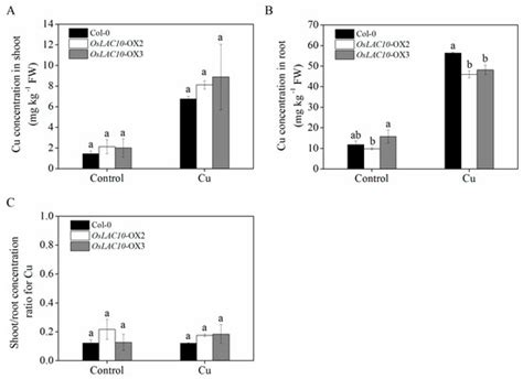 Comprehensive Analysis of Rice Laccase Gene (OsLAC) Family and Ectopic ...