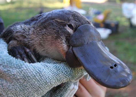Changes to river flows are having a ‘damming’ impact on platypuses - Scimex
