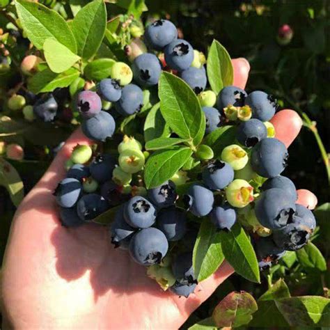 蓝莓的种植方法和技术 - 花百科