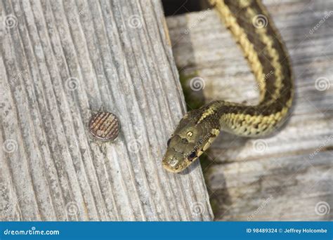 Brown and Yellow Garter Snake in a New Hampshire Bog. Stock Photo ...