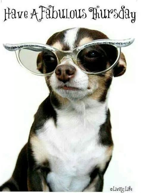 Donderdag | Happy thursday quotes, Good morning thursday, Thursday meme