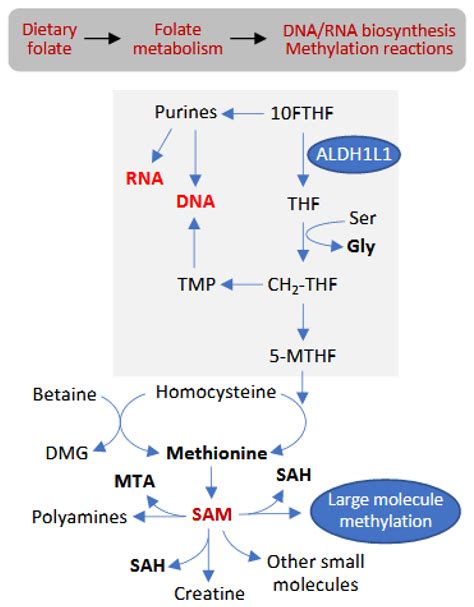 Image result for Purine Synthesis Folate