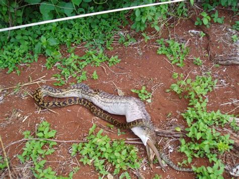 Image result for Python Swallowing Kangaroo