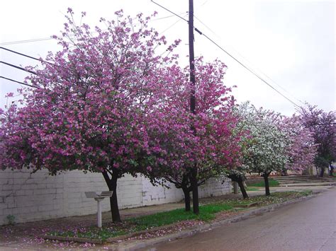 Características del Árbol Pata de Vaca y su Siembra