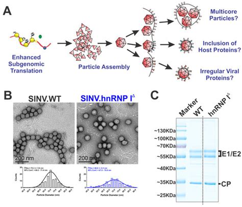 Binding of hnRNP I–vRNA Regulates Sindbis Virus Structural Protein ...