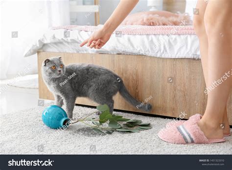 Owner Scolding Her Cat Dropped Vase Stock Photo 1451323310 | Shutterstock