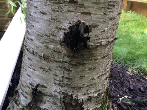 Image result for Cherry Tree Trunk Rot