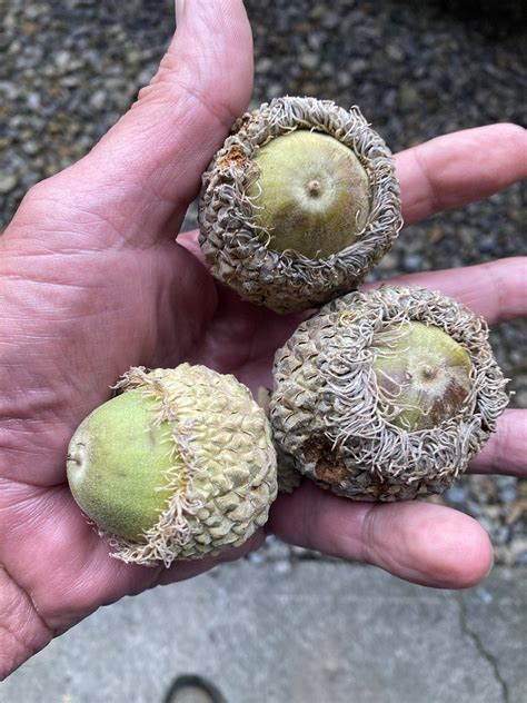 Bur Oaks | The HuntingPA.com Outdoor Community