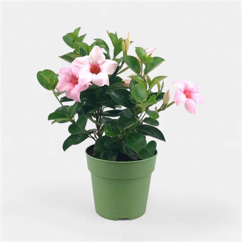 Buy Mandevilla Pink Plant online at best price - plantsguru