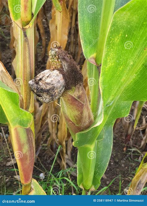 Ustilago Maydis Corn Cob Infected with Fungus in Late Autumn Stock ...