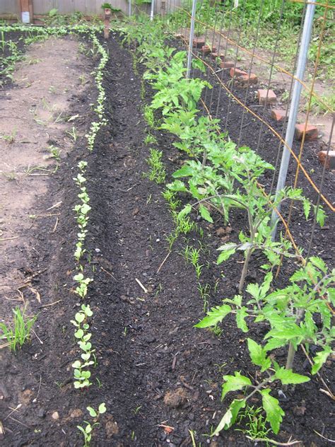 Stanton St. Farms: Companion Planting . . . Carrots love Tomatoes!
