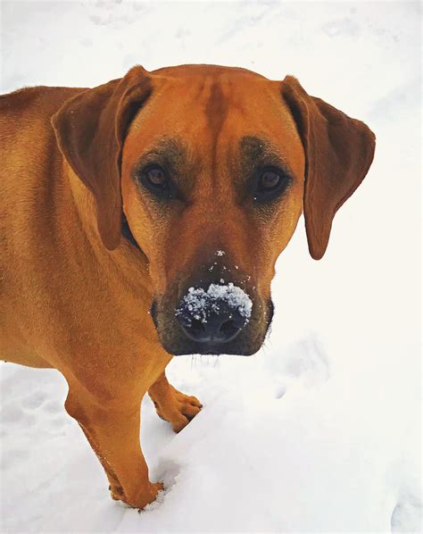 Cold is snow problem for ridgebacks! : r/ridgebacks