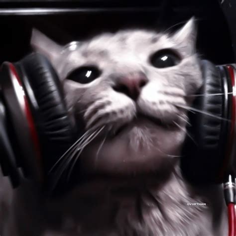 Cat with Headphones