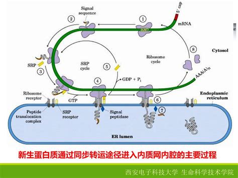 PPT - 遗传密码 —— 三联子 tRNA 的结构、功能与种类 核糖体的结构与功能 蛋白质合成的过程 蛋白质的运转机制 PowerPoint ...