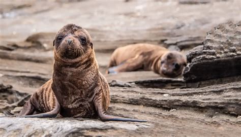A Galapagos Sea Lion Birth: Witnessing a Breathtaking Event