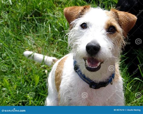 Parson Jack Russell Terrier Stock Photo - Image: 857610