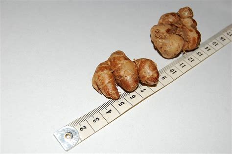 Zingiberaceae Resource Centre