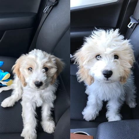 8 weeks to 14 weeks, little Bentley sure is growing into a handsome man! | Scrolller