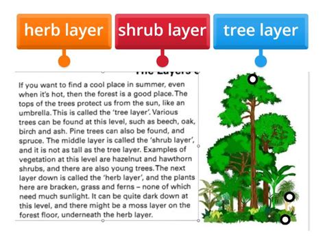 Forest Structure 的图像结果