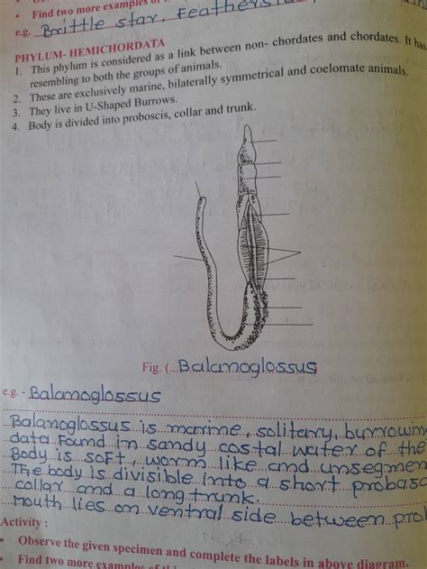 a link between non- chordates and chordates. It ha 1. This phylum is cons..