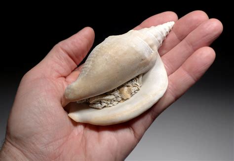 Image result for Snail Shell Fossil