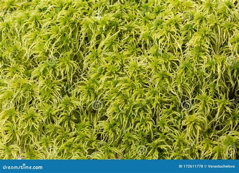 Dry Sphagnum, Peat Moss, Perennial Marsh White Moss Of Light Brown ...