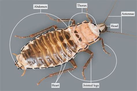 How to Dissect a Cockroach 的图像结果