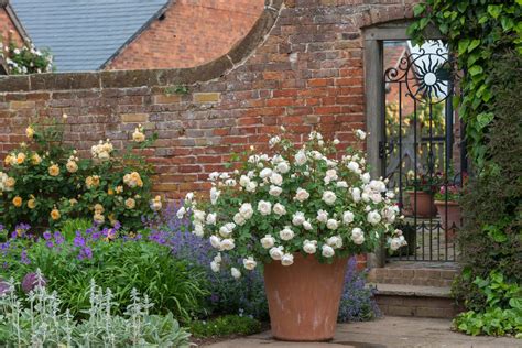 Gardening in Small Spaces: Growing Roses in Containers - Florissa