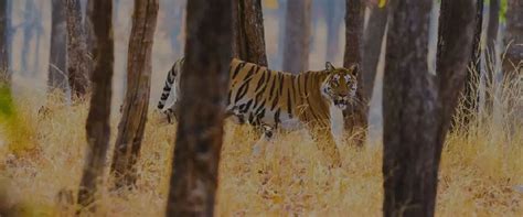 Top Places to Include in Your Kanha National Park Tour Package