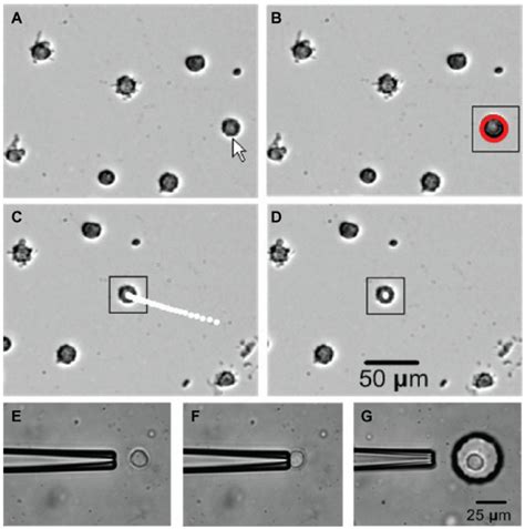 Image result for Cell Gradient Tracking