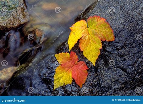 Autumn leaves by a stream stock photo. Image of landscape - 17945586