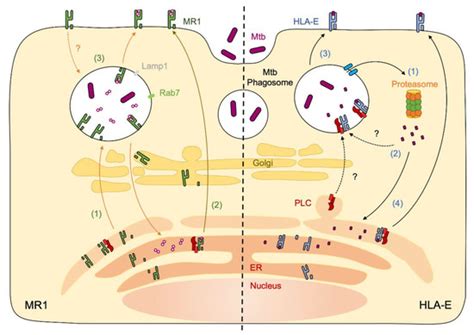 MR1- and HLA-E-Dependent Antigen Presentation of Mycobacterium tuberculosis