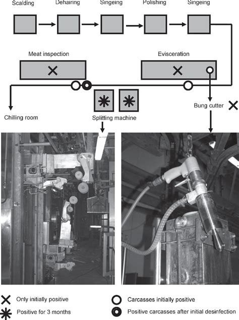 Slaughter Process 的图像结果