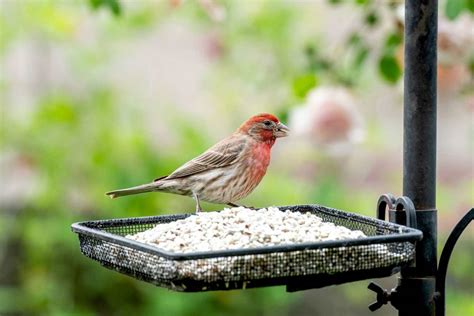 Safflower seed for birds feeders- Everything Explained - Birds Facts