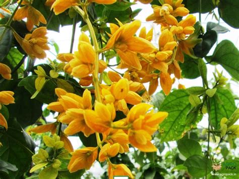 Plant For Sale In India | Online plant nursery