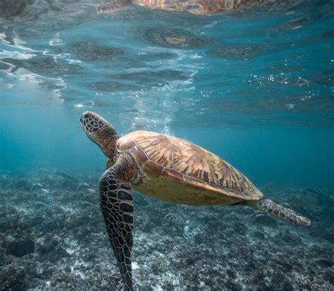 Image result for Turtle Programming Tutorial