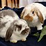 Image result for Holland Lop Fluffy