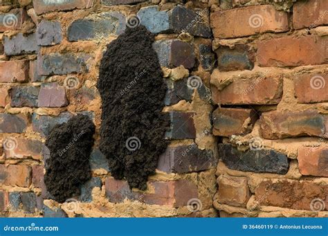 Termites Nest On Wall