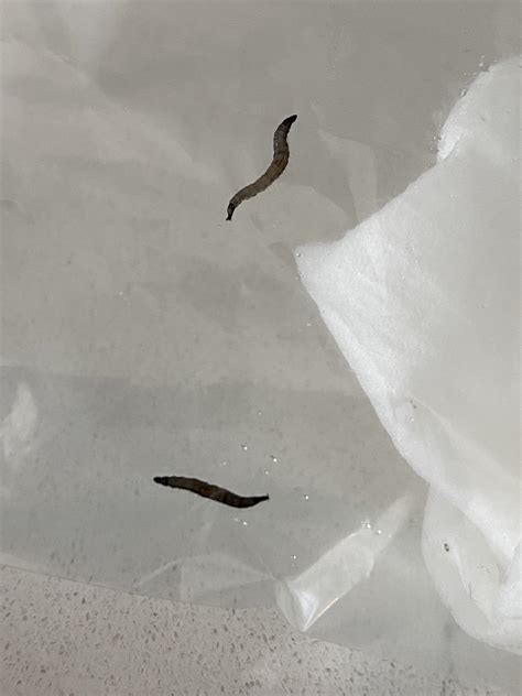 Little Black Worms In Bathroom How To Identify Bugs In Your Home