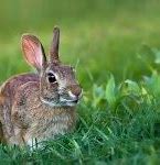 Image result for Cartoon Bunny Rabbit Face